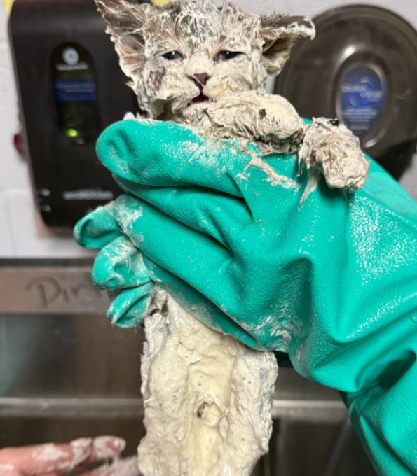 Gluecat rescue photo