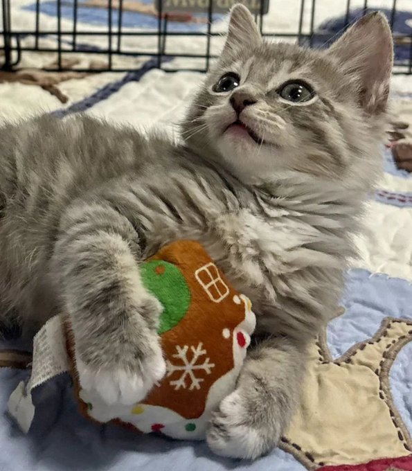 Gluecat after recovery